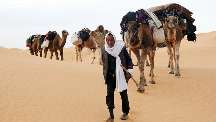 Beduíni a jejich velbloudi